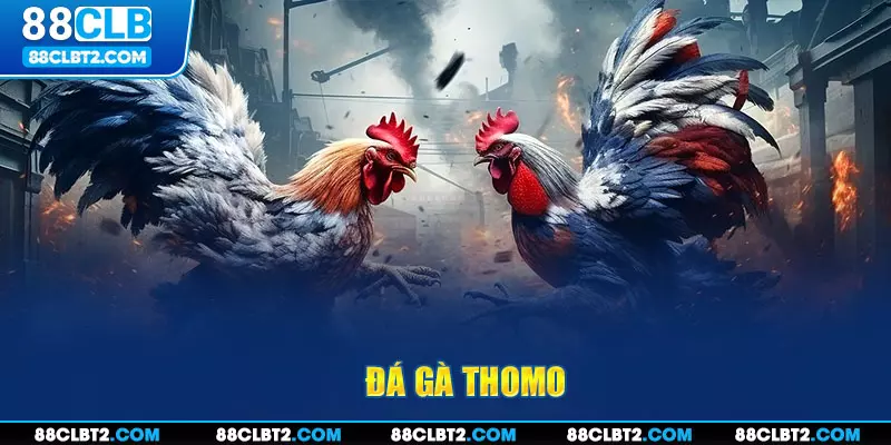 Đá gà thomo